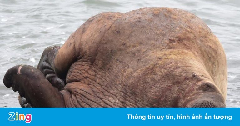 Con hải mã thường xuyên đánh chìm tàu của người dân Con hải mã thường xuyên đánh chìm tàu của người dân