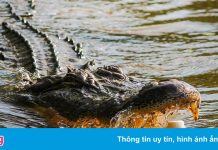 Cảnh sát tìm thấy bộ phận thi thể người trong bụng cá sấu ở Mỹ