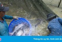 Phó thủ tướng chỉ đạo giải cứu ngành thủy sản trước nguy cơ gãy đổ