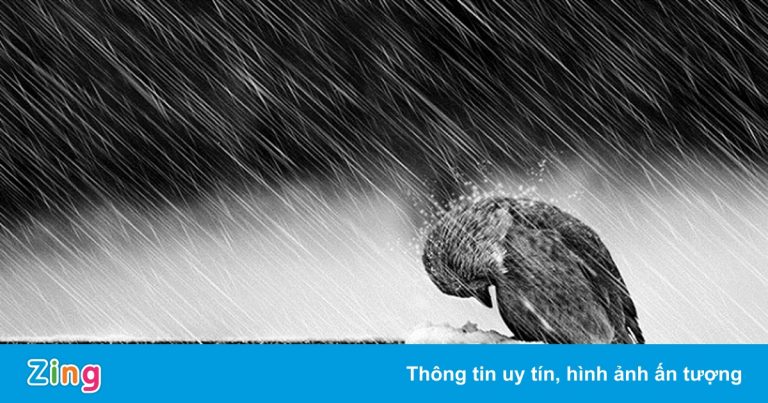 Tiếng vọng từ trái tim