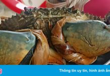 Giá cua biển miền Tây tăng vọt trở lại