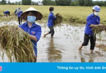 Thanh niên Quảng Ngãi gặt lúa giúp dân sau bão số 5