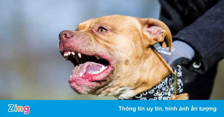 Chó nhà cắn chết động vật trong công viên ở Anh