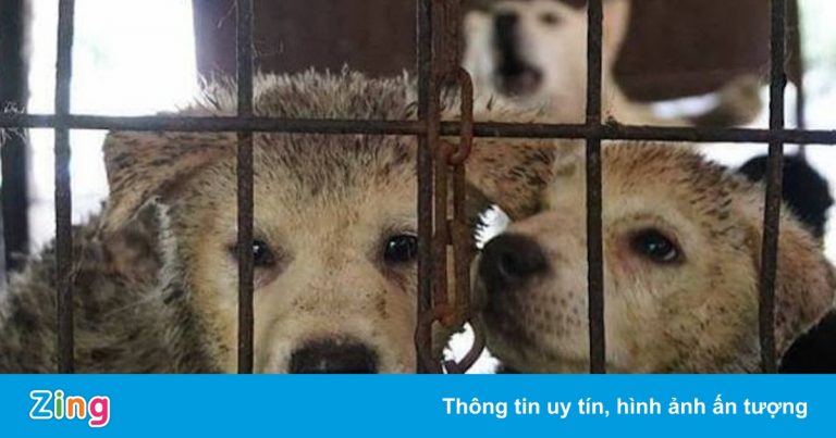 Câu chuyện thịt chó ở Hàn Quốc Câu chuyện thịt chó ở Hàn Quốc
