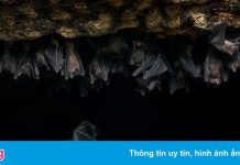 Thức giấc với con dơi trên cổ, người đàn ông Mỹ chết một tháng sau đó