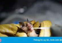 Chuyên gia về dơi ở Campuchia tìm hiểu nguồn gốc Covid-19