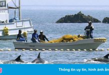 Mùa săn cá heo gây tranh cãi ở Nhật Bản lại bắt đầu