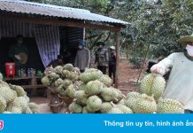 Đắk Lắk kêu gọi tiêu thụ hơn 80.000 tấn sầu riêng, bơ