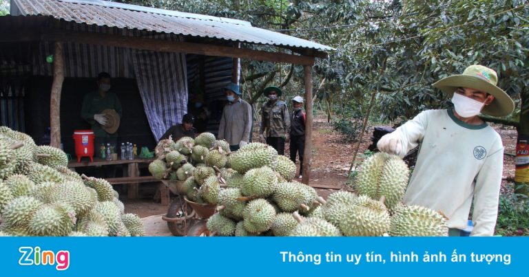 Đắk Lắk kêu gọi tiêu thụ hơn 80.000 tấn sầu riêng, bơ