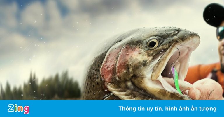 Nghệ thuật câu cá bằng ruồi ở Thụy Điển