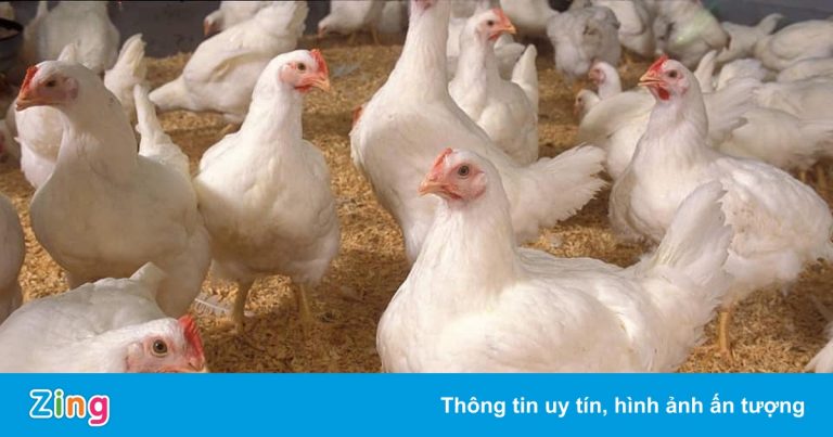 Giá gà xuống mức 6.000 đồng/kg vẫn không bán được Giá gà xuống mức 6.000 đồng/kg vẫn không bán được