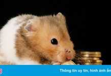 Chú chuột tự giao dịch tiền số thay chủ, lãi 24% sau 3 tháng