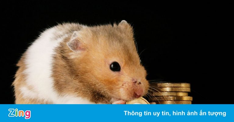 Chú chuột tự giao dịch tiền số thay chủ, lãi 24% sau 3 tháng