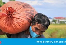 Cảnh neo thuyền, gặt lúa chạy bão số 5