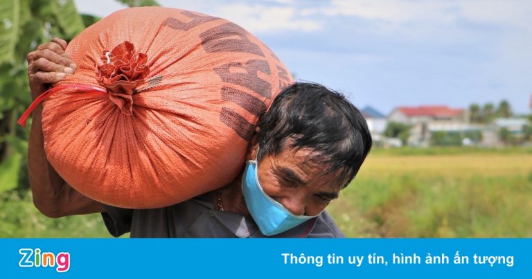 Cảnh neo thuyền, gặt lúa chạy bão số 5