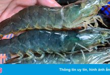 Tôm thẻ miền Trung rớt giá, cả tháng không bán được