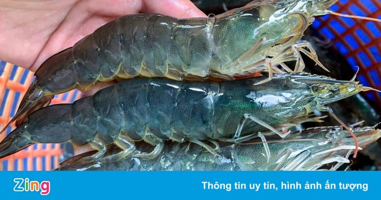 Tôm thẻ miền Trung rớt giá, cả tháng không bán được