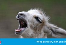 Phương pháp mới điều trị Covid-19 đạt hiệu quả đáng chú ý