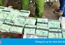 Dùng xe ưu tiên ‘luồng xanh’ vận chuyển gần 100 kg ma túy