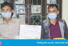 Bán 20 con bò góp vốn mua ma túy