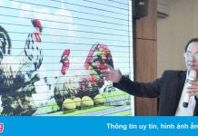 Chưa bố trí công việc mới cho nguyên Giám đốc Sở Du lịch Bình Định