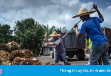 Các ổ dịch ở Đông Nam Á làm gián đoạn sản xuất, đẩy giá cả tăng vọt