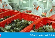 Minh Phú được phép xử lý 200 tấn tôm ứ đọng dù có F0