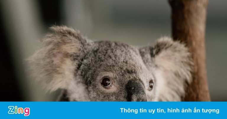 1/3 số gấu koala ở Australia biến mất trong 3 năm qua