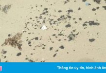 Bờ biển Quảng Trị xuất hiện dầu vón cục