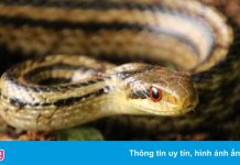 Dùng rắn đo mức ô nhiễm phóng xạ tại Fukushima