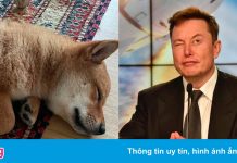 Loại tiền mã hóa tăng giá gần 10 lần khi Elon Musk đăng ảnh cún cưng