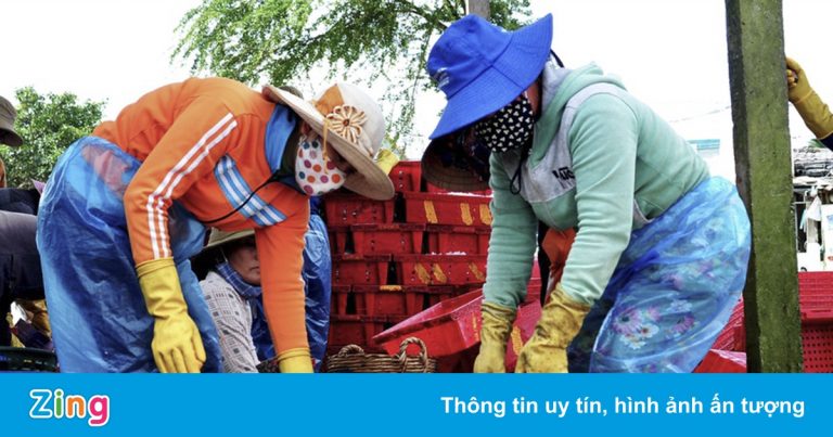 Hàng trăm tấn thủy sản bị dồn ứ ở các cảng biển Quảng Ngãi