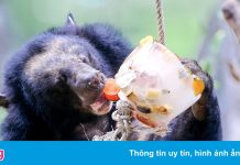 Thảo Cầm Viên xin TP.HCM hỗ trợ tiền để chăm sóc động, thực vật