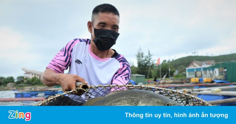 Cá lồng, tôm, ốc liên tục rớt giá