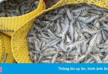Tôm thẻ miền Tây tăng giá trở lại sau 7 tuần giãn cách