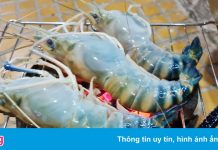 Giải cứu ngành tôm trước nguy cơ đứt gãy chuỗi cung ứng