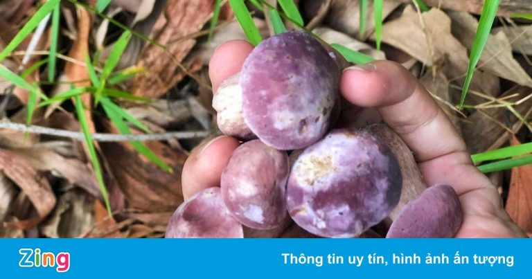Đặc sản nấm mùa thu ở xứ Huế? Đặc sản nấm mùa thu ở xứ Huế?
