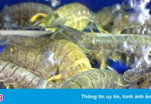 Hải sản Phú Quốc giảm giá một nửa