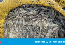 Nhiều doanh nghiệp mở cửa lại, giá tôm thẻ miền Tây tăng mạnh