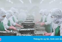 Chuỗi tiêu thụ tôm ở miền Tây đang đứt gãy