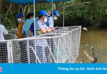 Các điểm du lịch ở huyện đảo Cần Giờ bắt đầu đón khách