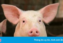 Người nuôi lợn đang lỗ hơn 1 triệu đồng/con