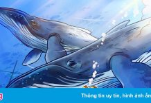 ‘Cá voi’ Bitcoin liên tục đặt lệnh lớn, thị trường dậy sóng