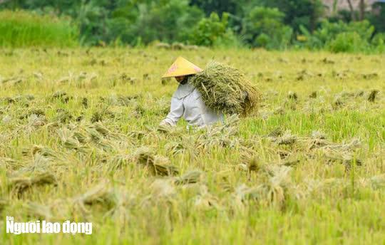 Vẻ đẹp mê mẩn mùa vàng ở Pù Luông - Sa Pa của xứ Thanh - 14