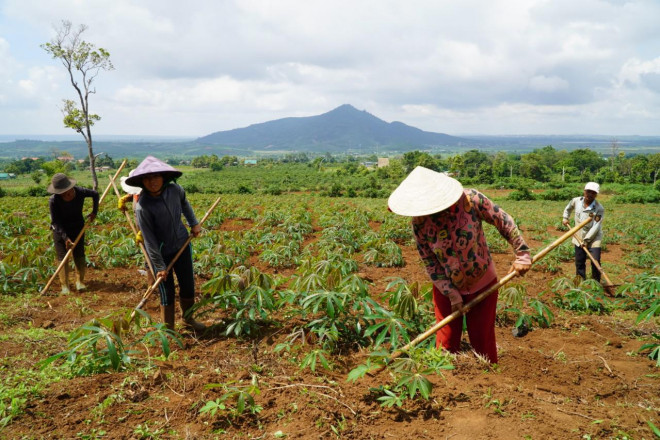 Kỳ thú núi lửa triệu năm độc đáo ở Gia Lai - 7