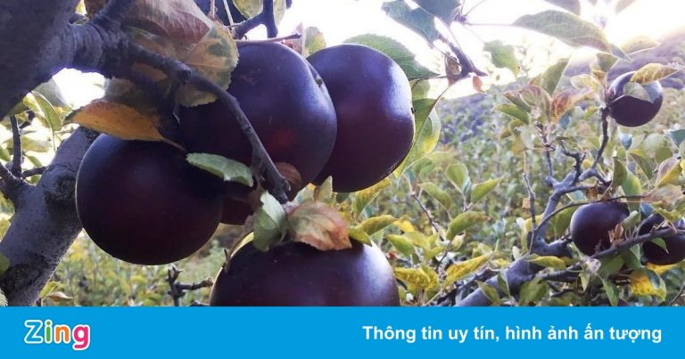 Loại táo đen của Mỹ phải để vài tháng ăn mới ngon