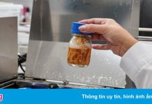 Loài cây ở Chile dấy lên hy vọng về vaccine Covid-19 mới