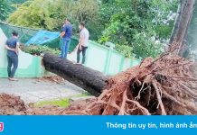 Cây xanh bật gốc, đè sập chuồng thú trong Thảo Cầm Viên