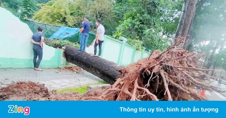 Cây xanh bật gốc, đè sập chuồng thú trong Thảo Cầm Viên