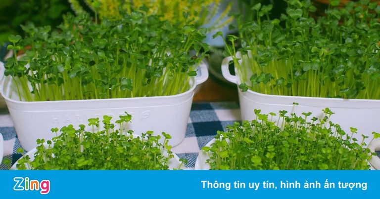 Tự trồng rau mầm đơn giản với các dụng cụ có sẵn tại nhà